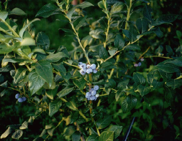 Ameriške borovnice Lavrinc