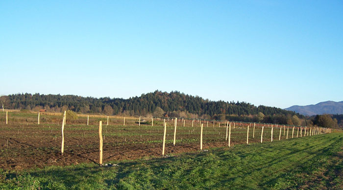 Lokalna pridelava borovnic Lavrinc