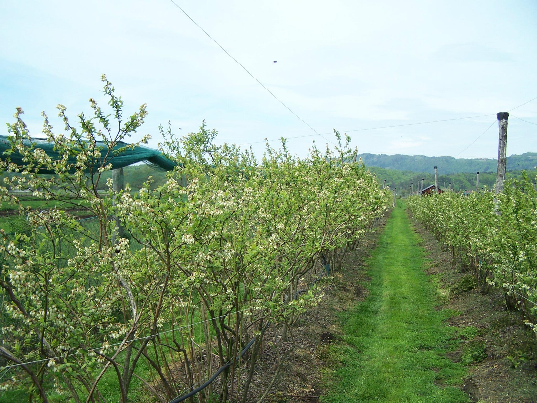 Nasad borovnic Lavrinc