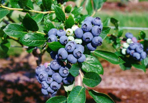 Sveže borovnice Lavrinc